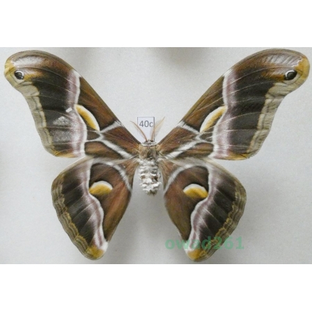 Samia cynthia (Drury, 1773) male ex. ovo India 108mm40c
